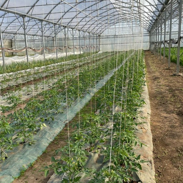 Serre tomate
