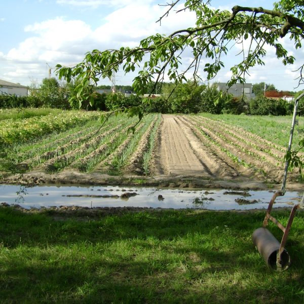 image (12)